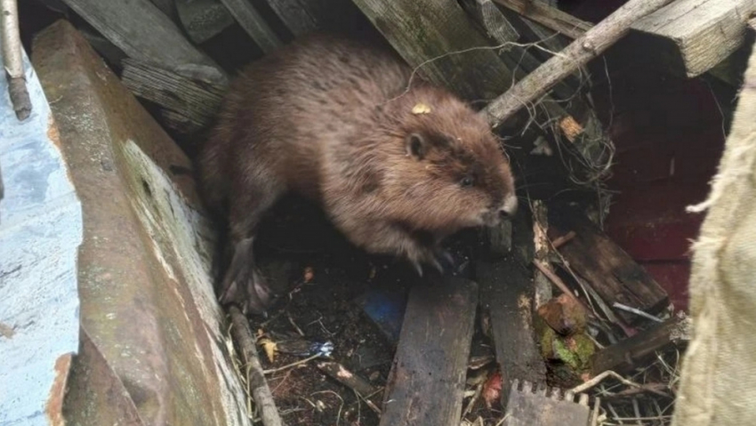 Во двор жительницы Панинского района забежал бобр