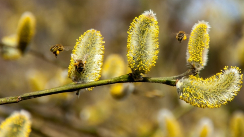Жителей Воронежской области предупредили о начале сезона цветения ольхи и лещины