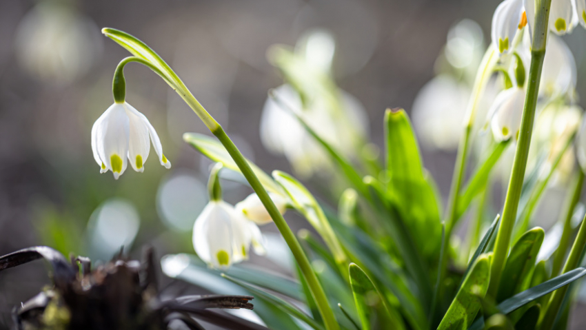 В Воронежскую область приходит настоящая весна