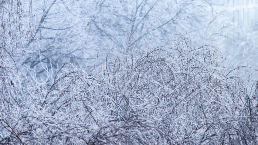 В Воронежской области ожидаются туман и погодные качели