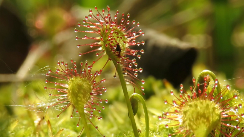 В Воронежской области обнаружили хищную росянку
