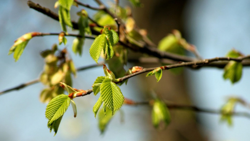После Пасхи в Воронежскую область придёт потепление