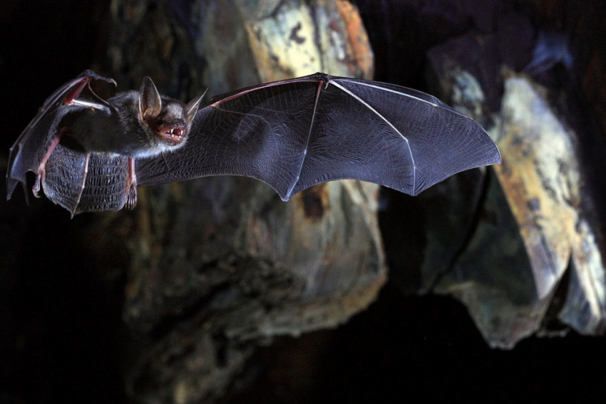 Специалисты объяснили нашествие летучих мышей в Воронеже
