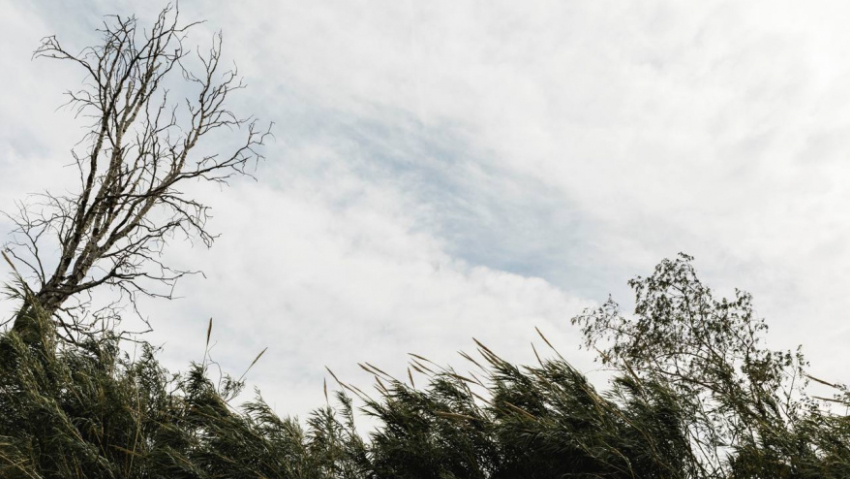 Предупреждение о штормовом ветре продлили в Воронежской области ещё на сутки
