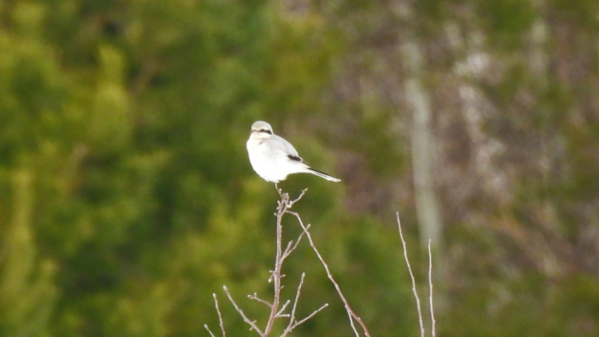В Хопёрском заповеднике встретили пернатого «мясника»