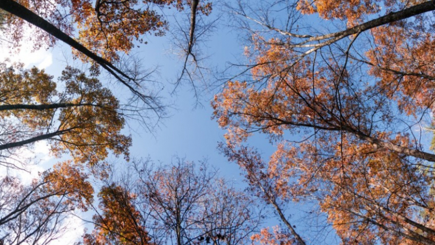 В ноябре в Воронежскую область придёт неожиданное потепление