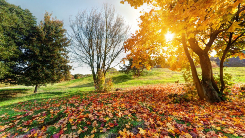 Стало известно, когда в Воронежскую область придёт бабье лето