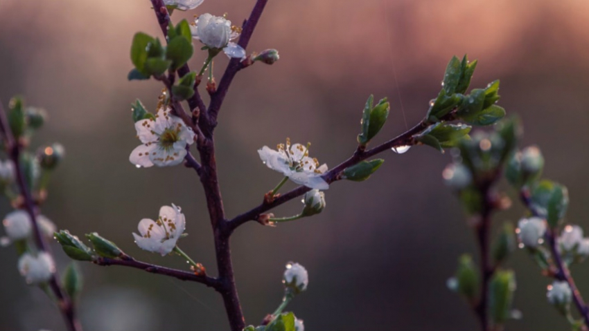 Апрель в Воронежской области будет теплее обычного