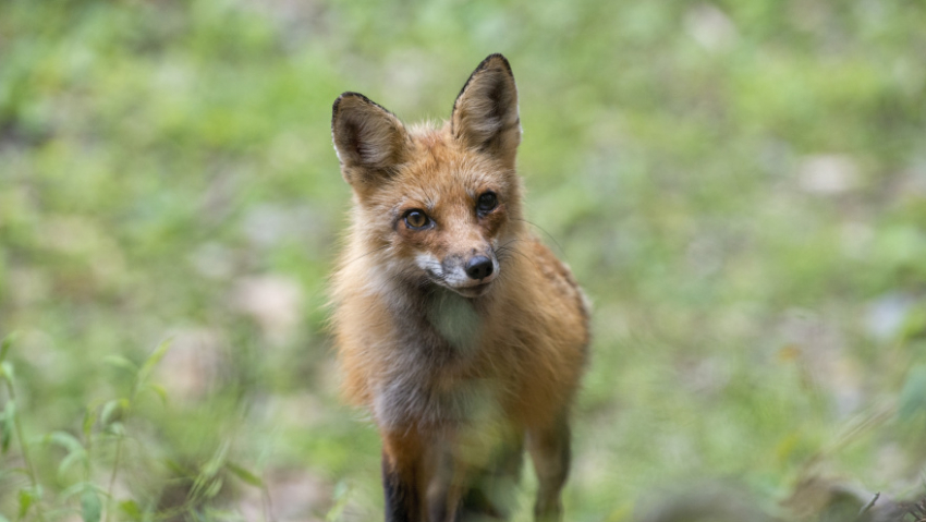 В Воронежской области обнаружили бешеную белку и кабана