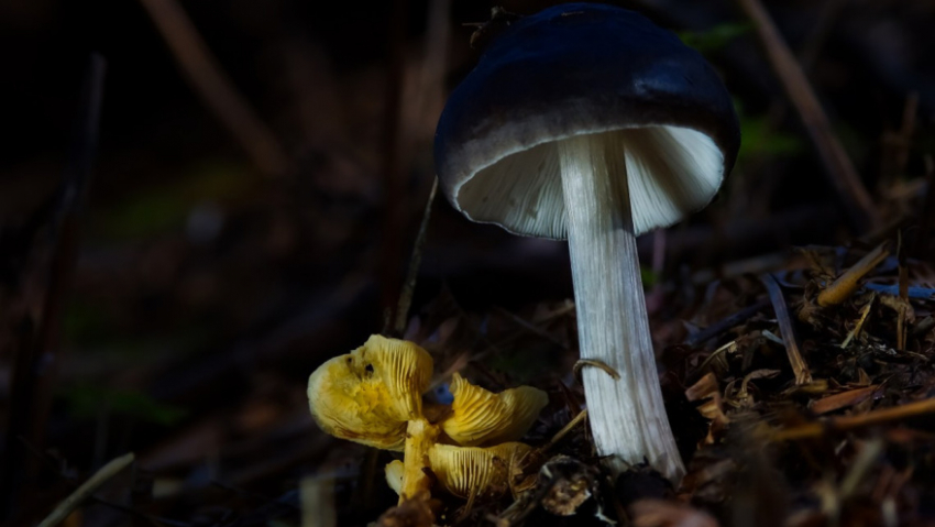 В 2023 году в Воронежской области грибами отравились 30 жителей