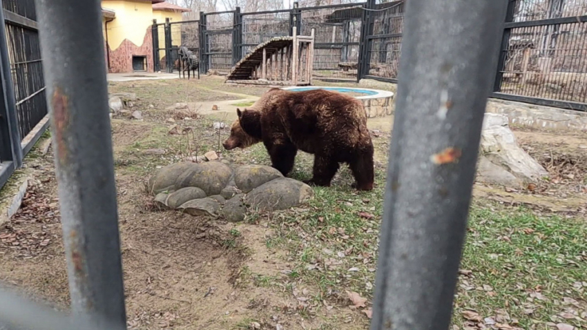 В Воронежском зоопарке раньше времени проснулись медведи