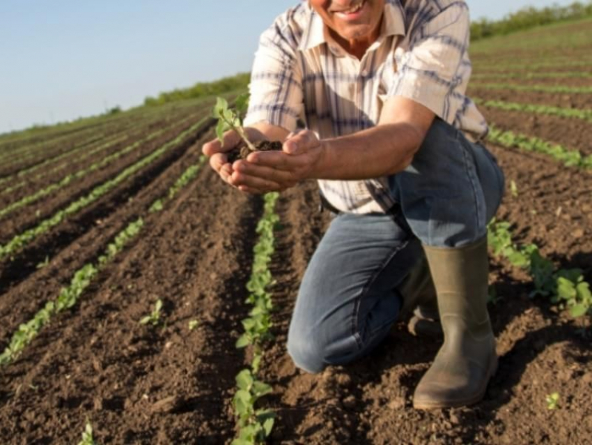 Фермеры Воронежской области могут получить гранты