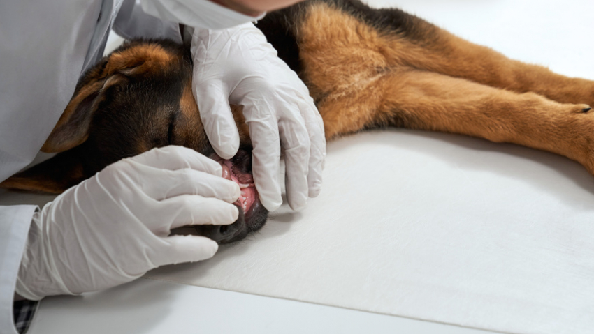 В Таловском районе проводят бесплатную прививку от бешенства