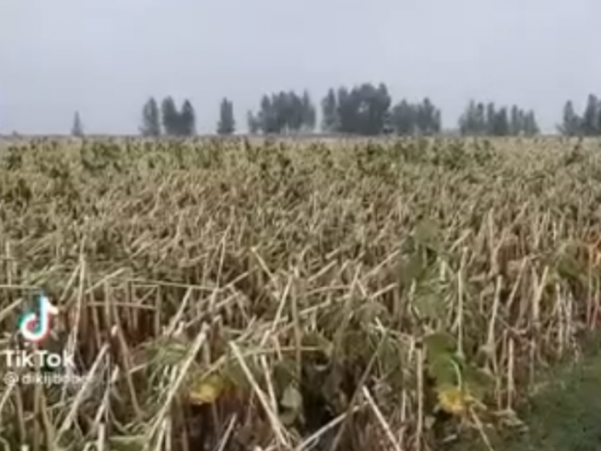 Поле побитых подсолнухов сняли на видео в Эртильском районе