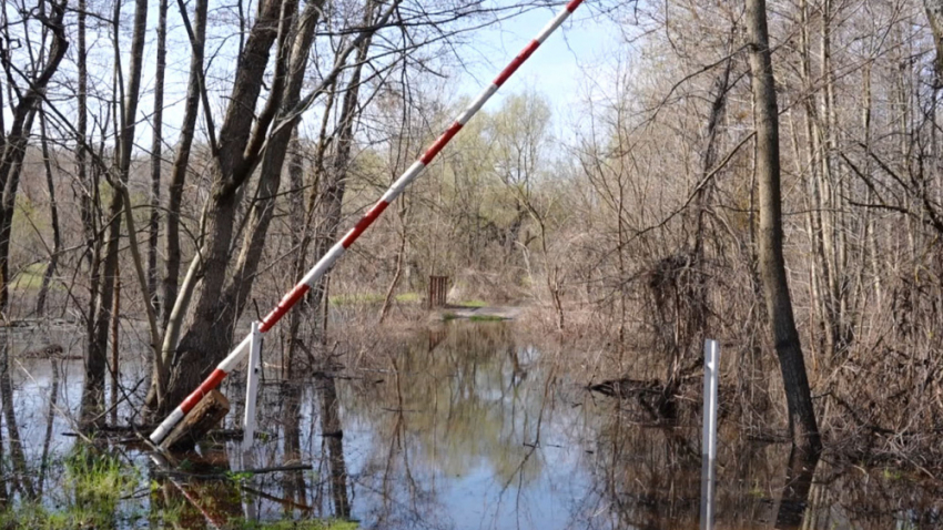 Хопёрский заповедник закрыл экологические тропы из-за паводка