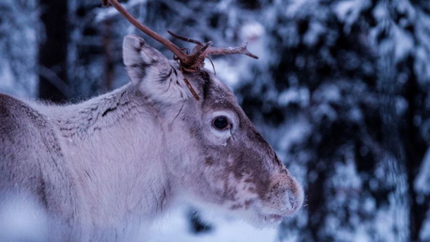В Хопёрском заповеднике провели зимний учёт животных