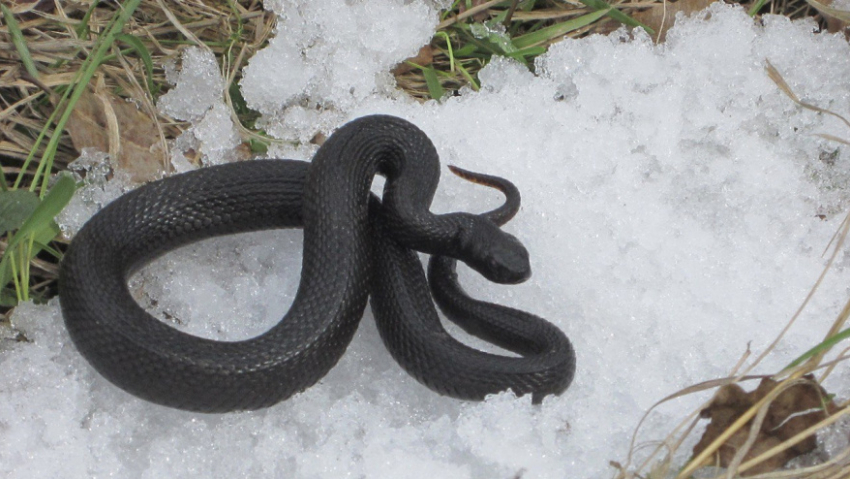 Когда в Воронежской области проснутся гадюки?