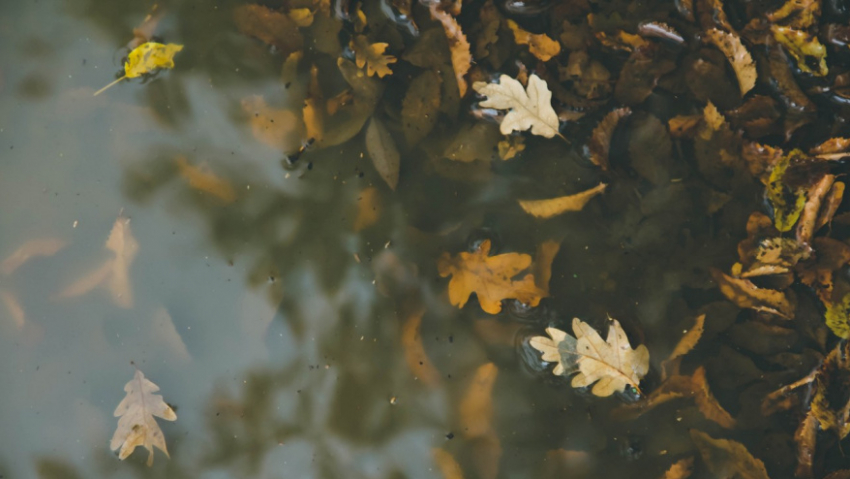 В октябре в Воронежскую область придёт настоящее бабье лето