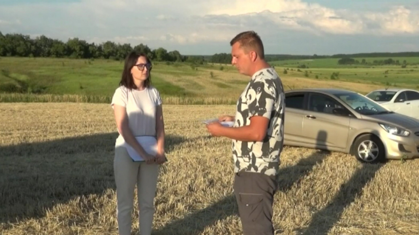 В Аннинском районе у фермера пытаются отнять урожай пшеницы