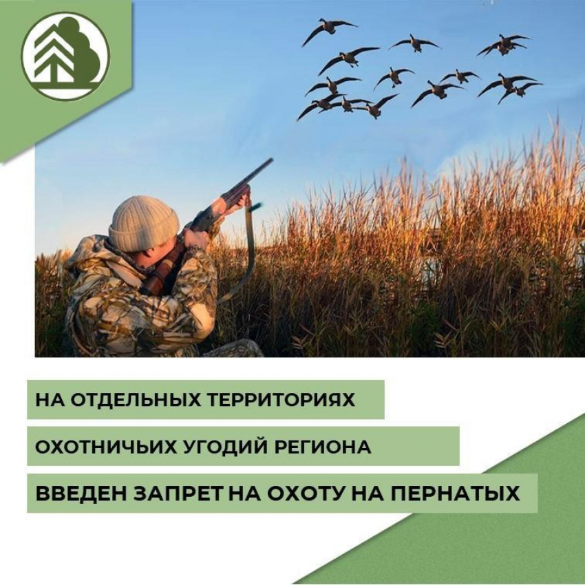 На пруду у села Студеное Аннинского района запретили охоту на пернатых 