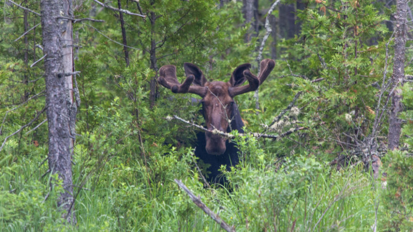 Автомобилистов в Воронежской области предупредили о лосях на дорогах