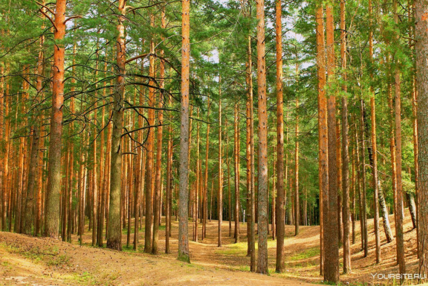 В Воронежской области сосновые совки повредили более 1,5 тыс. га леса