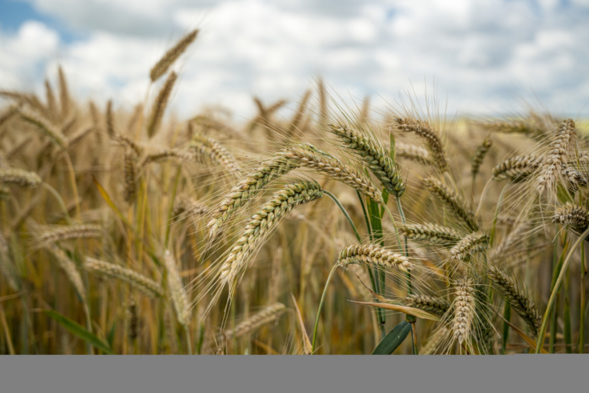 В Таловском районе завели дело на Воронежский аграрный научный центр