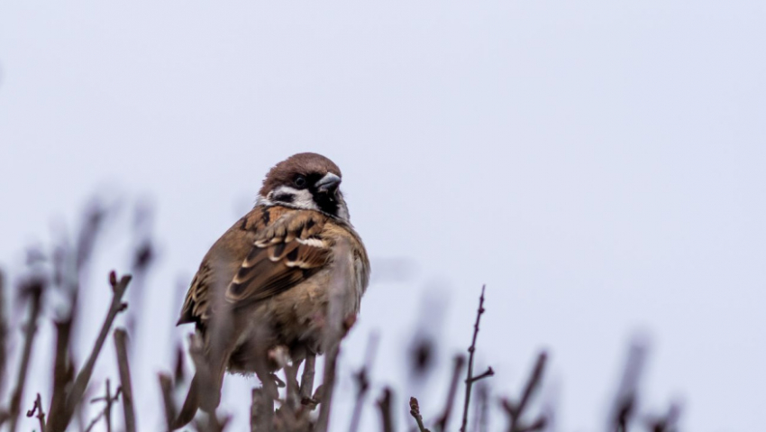 Жителей Воронежской области пригласили поучаствовать в переписи воробьев