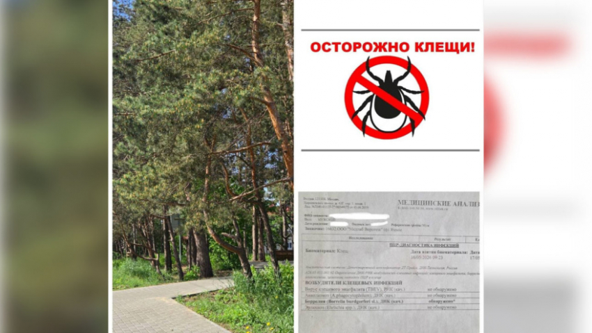 В Воронежской области мальчика укусил клещ, зараженный боррелиозом
