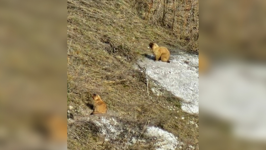 В Воронежской области из зимней спячки вышли байбаки