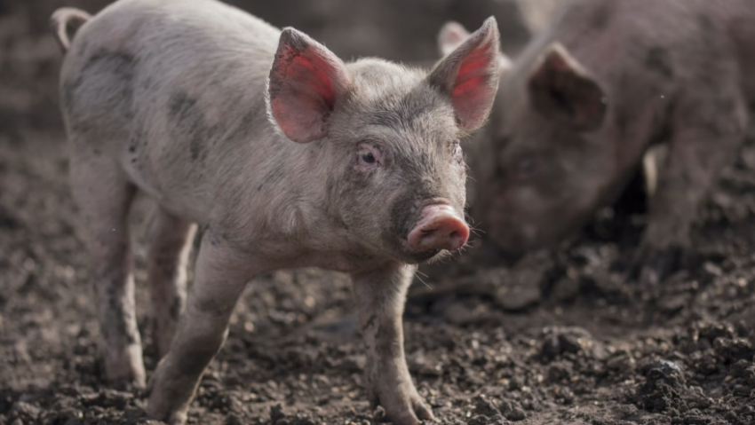 В двух районах Воронежской области отменили карантин по АЧС