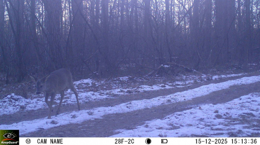 В Воронежском заповеднике любопытный косуленок попал в объектив фотоловушки