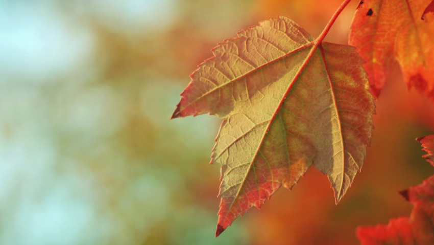 В Воронежской области похолодает до +4 градусов