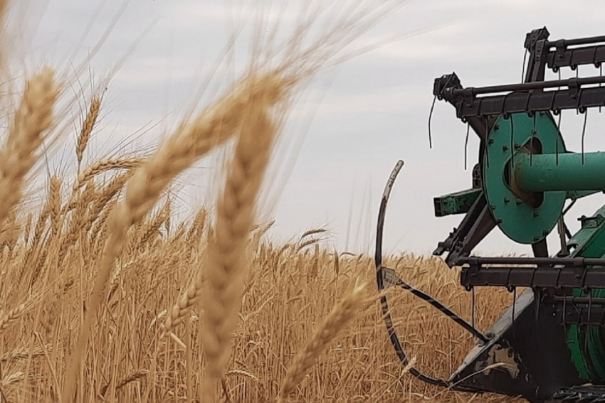 Аннинский и Панинский районы стали рекордсменами по сбору зерна