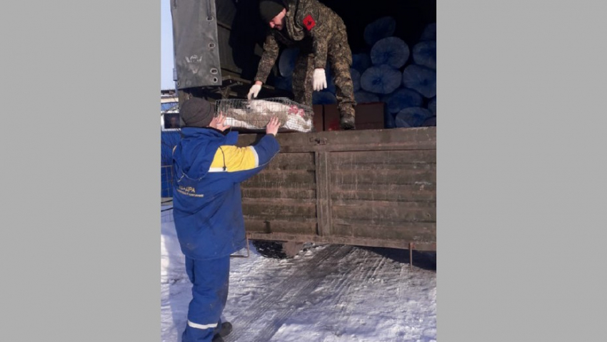 Жители Панинского района передали гумпомощь бойцам СВО