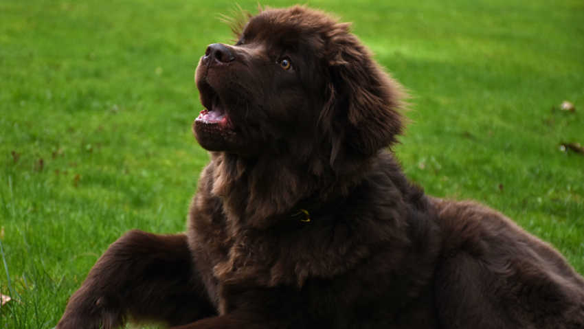Жители Воронежской области с нарушениями зрения смогут получить выплату на содержание собак-поводырей