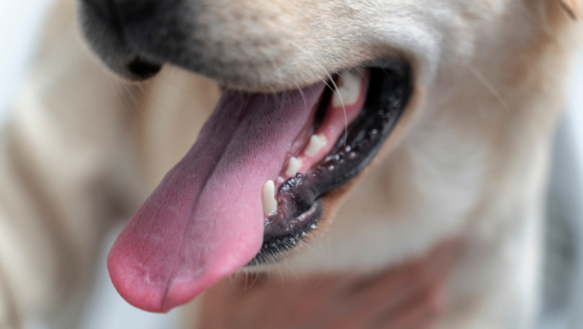 В 2025 году в Воронежской области бешенством заразились 33 животных