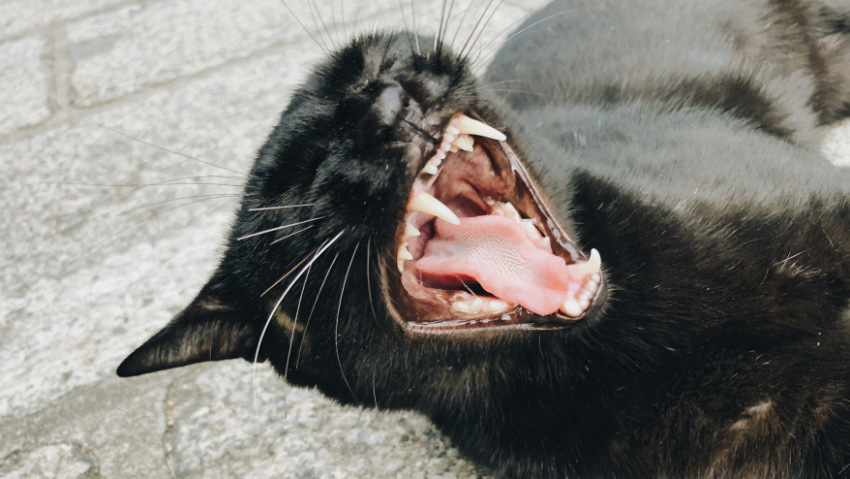 В панинском посёлке Тойда 1-я отменили карантин по бешенству