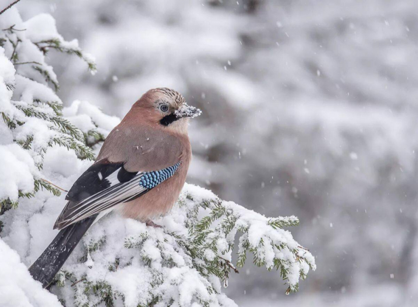 В Аннинском районе школьники отметили День зимующих птиц России