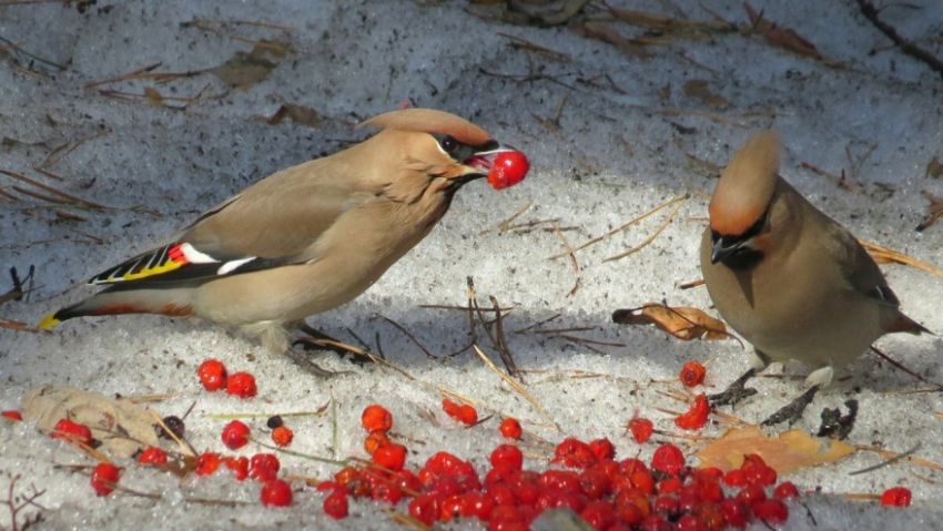Воронежские специалисты опровергли миф о «птичьем запое»
