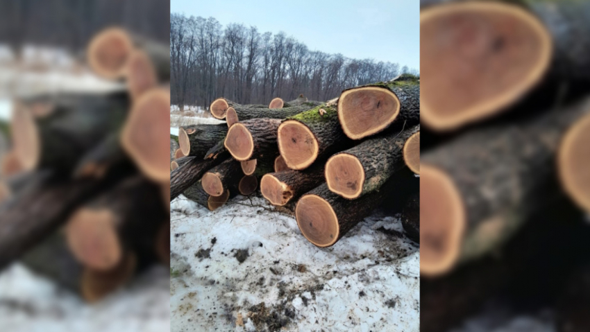 В Бобровском районе начали вырубку вековых дубов