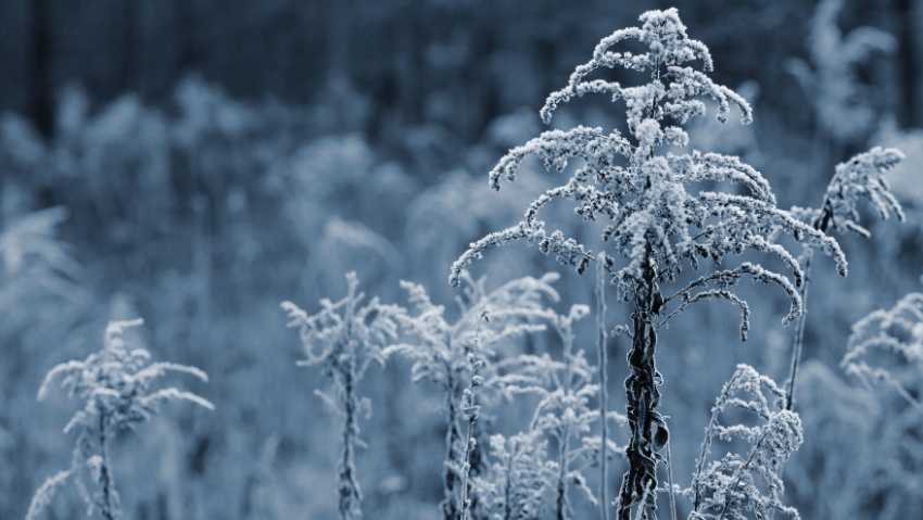 Синоптики рассказали, когда в Воронежскую область придёт зима