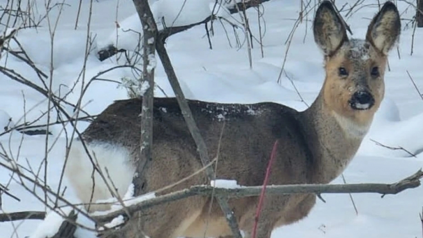 В Бобровском районе на школьный двор забежала косуля