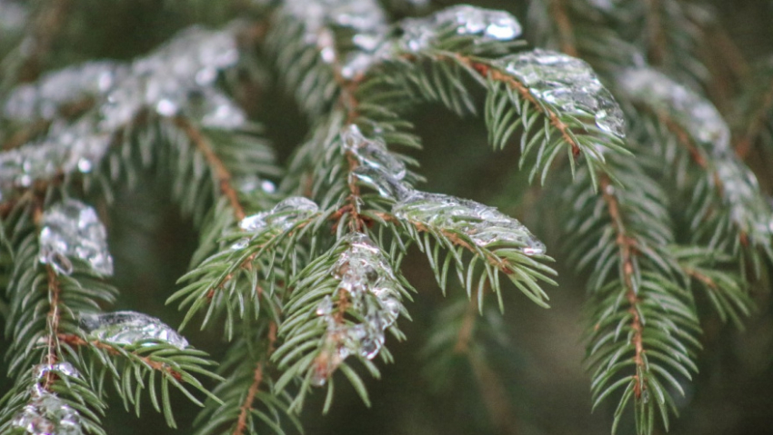 В Роспотребнадзоре Воронежской области дали совет, как выбрать елку
